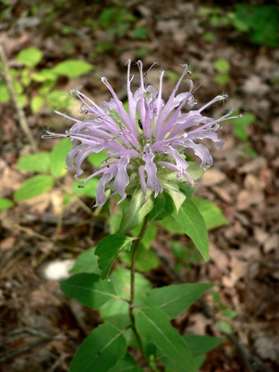 {Monarda fistulosa var. fistulosa}